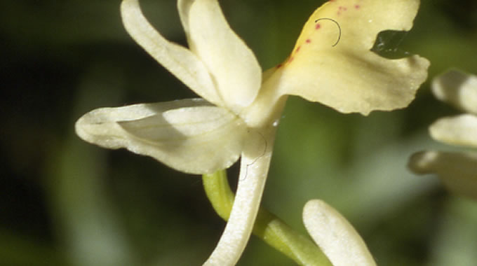 orchis provincialis